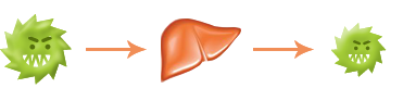 FhTopImgSmall